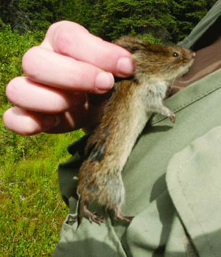 closeup of a hand holding a roughly six inch long vole