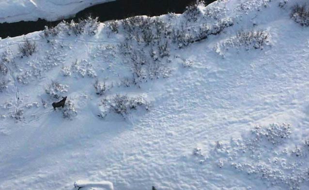 snowy landscape with a moose walking past an open creek