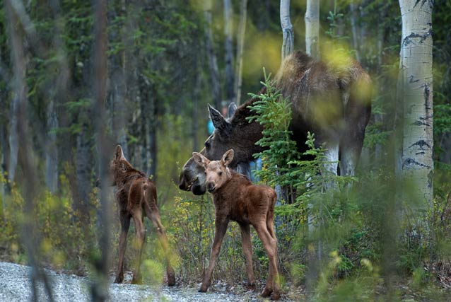 two small moose calves and a large cow moose in a forest
