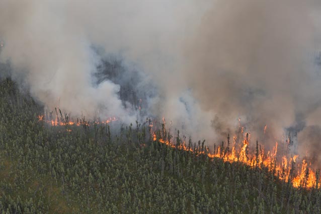 aerial image of a spruce forest engulfed in flames