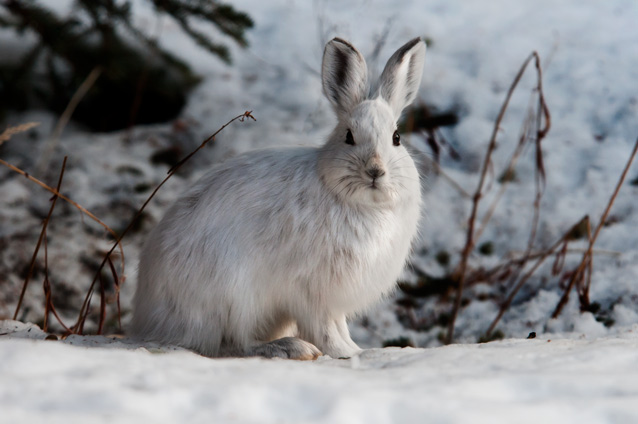 white colored hare in a snowy landscape