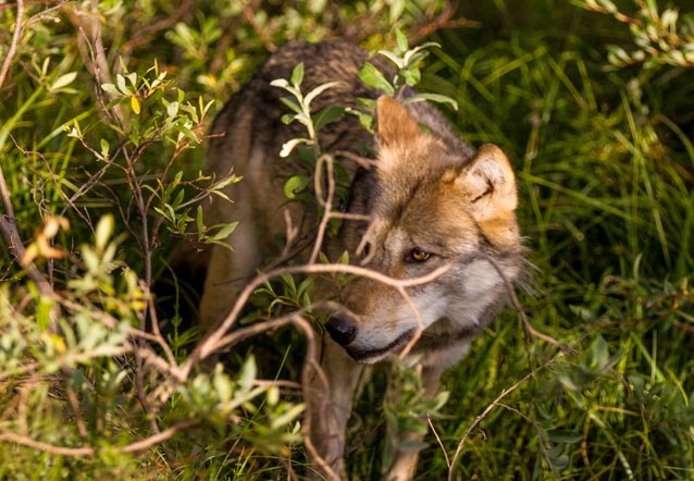 a wolf partly hidden by brush