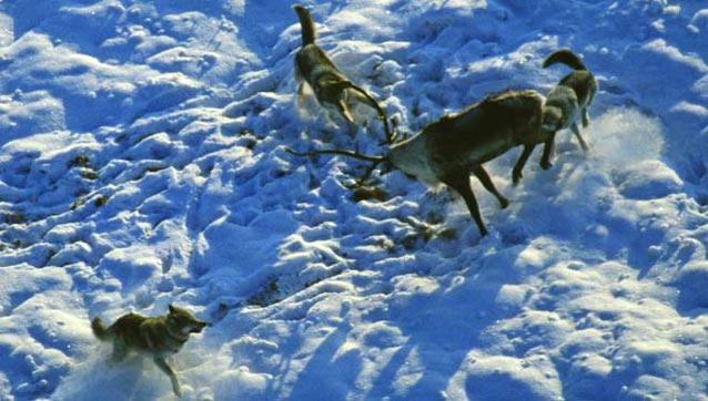 three wolves surrounding a caribou in snow