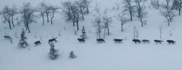 ten wolves walking in a row through a snowy forest