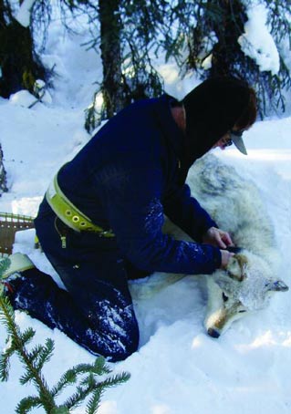 man kneeling in snow, attaching a collar to an immobilized wolf