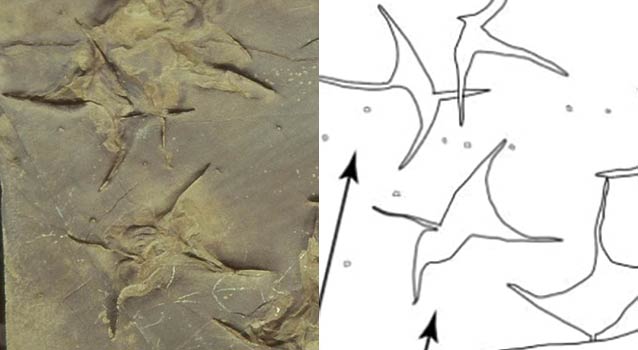 four-toed footprints in rock with a line drawing to help show what they look like