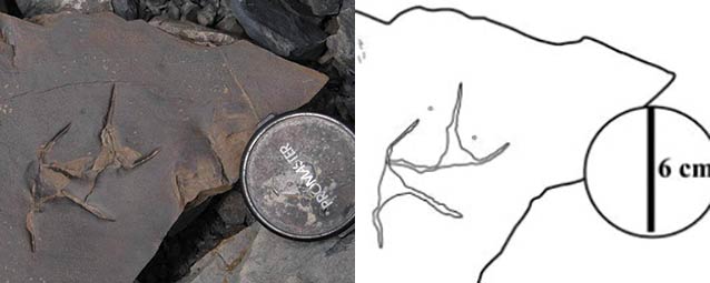 three-toed footprints in rock with a line drawing to help show what they look like