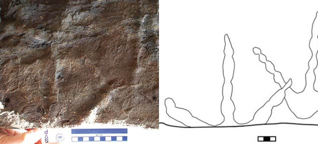 three-toed footprints in rock with a line drawing to help show what they look like