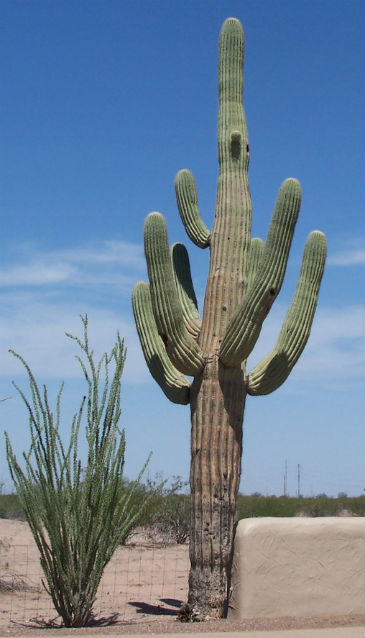 An ocotillo plant and a saguaro cactus with 6 arms