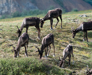 six caribou grazing on a hill