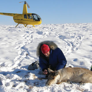 man kneeling in snow over an immobilized caribou, a yellow helicopter in the background