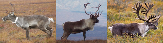 composite of three  images of male caribou