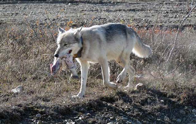 wolf wearing a collar carrying a dead squirrel in its mouth