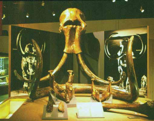 a mammoth skull with huge tusks