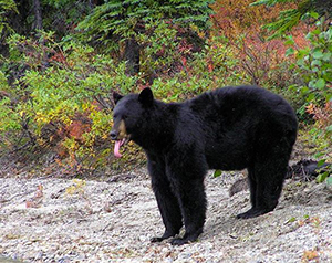 American black bear, black in color, with tall ears, lack of shoulder hump, and high rump visible