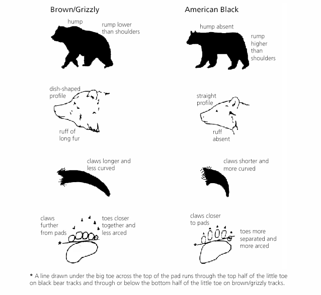 Illustration comparing the physical characteristics of brown/grizzly and American black bears.