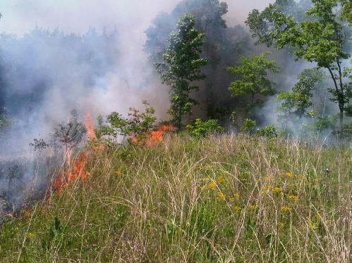 Prescribed fire in a small Black Belt remnant on the Natchez Trace Parkway