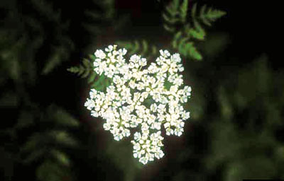 Cluster of white poison hemlock flowers, viewed from the top