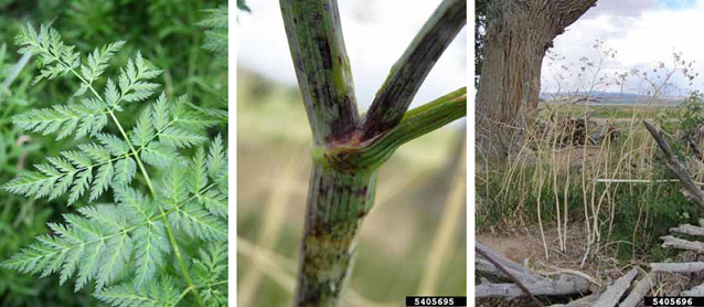 Poison hemlock leaves (left), blotchy stem (middle), and plants after flowering (right).