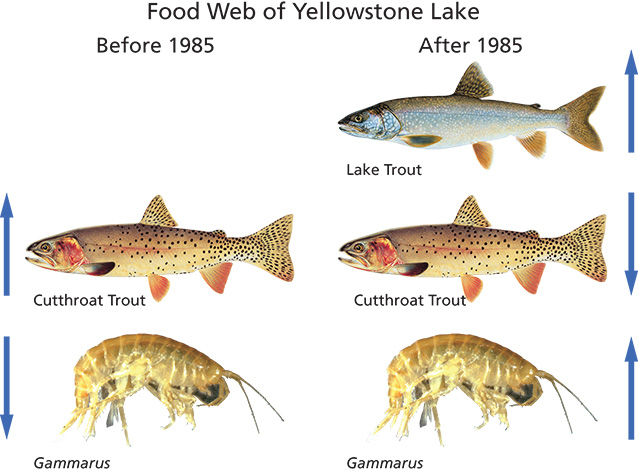 Illustration of tropic cascade in food web of cutthroat trout, lake trout, and invertebrates