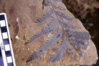 Cretaceous fossil fern from Wrangell-St. Elias  National Park and Preserve.