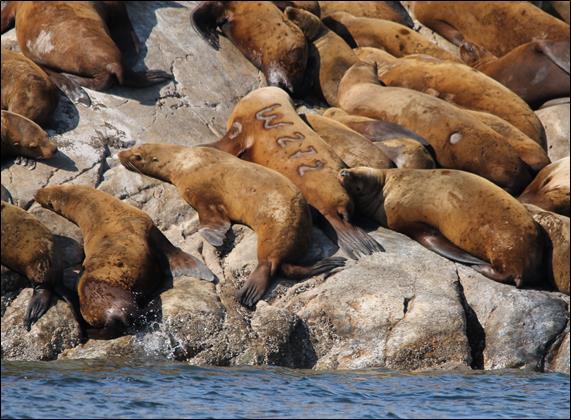 may sea lions on a rock, one is branded