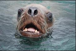 a sea lion sticks its face out of the water
