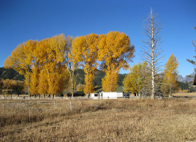 Planted windrows of cottonwoods within Mormon Row, 2010 (C. Mardorf, NPS)