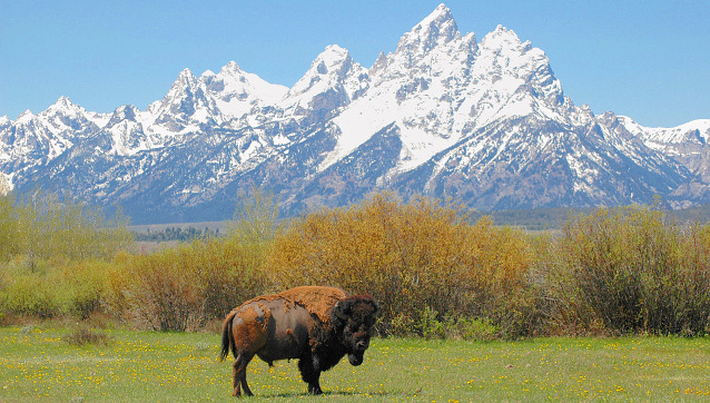 Bison in front of snowy mountain range
