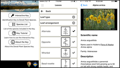 screenshots of the new plant app, shows how you can select the type of leaves to determine plant