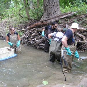 Interns electrofishing Interns electrofishing