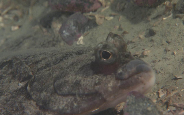 Halibut on the seafloor