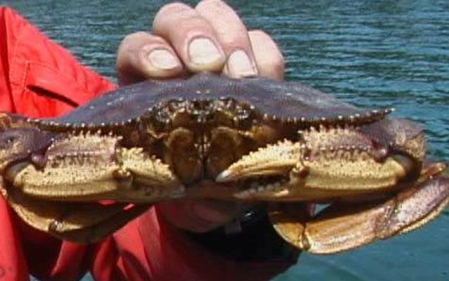 Dungeness Crab