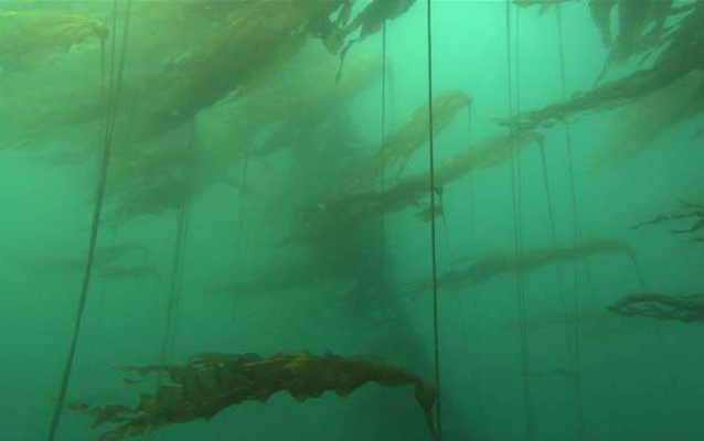 Kelp Forest in Glacier Bay