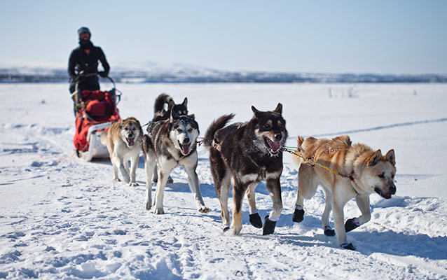 Five Alaskan huskies pulling a sled, ranger, in winter