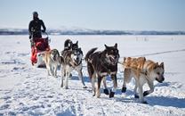 The Science of Sled Dogs