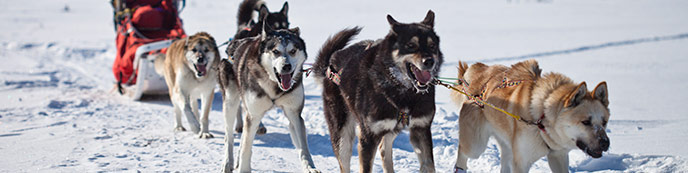 Five Alaskan huskies pulling a sled, ranger, in winter
