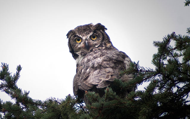 A great horned owl sitting on a spruce bough