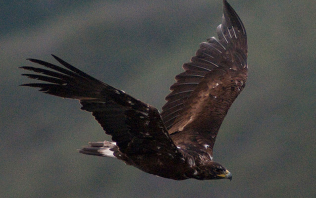 A golden eagle in flight