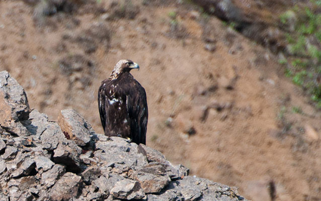 A golden eagle perched on rocks