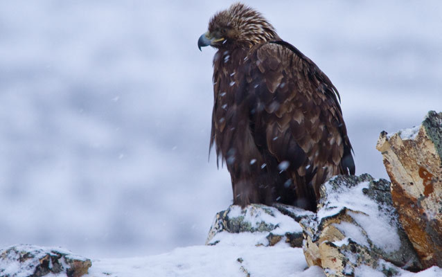 An eagle perched on snowy rocks