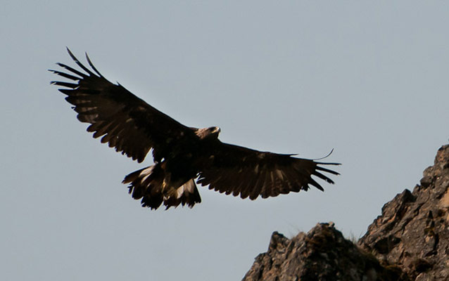 A golden eagle in flight near a rocky slope
