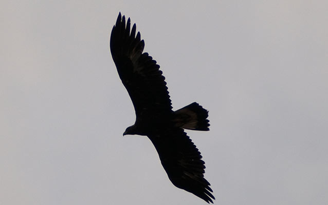 A golden eagle in flight