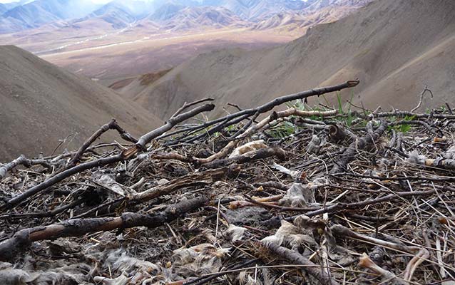 closeup of eagle nest, scattered in fur from previous prey