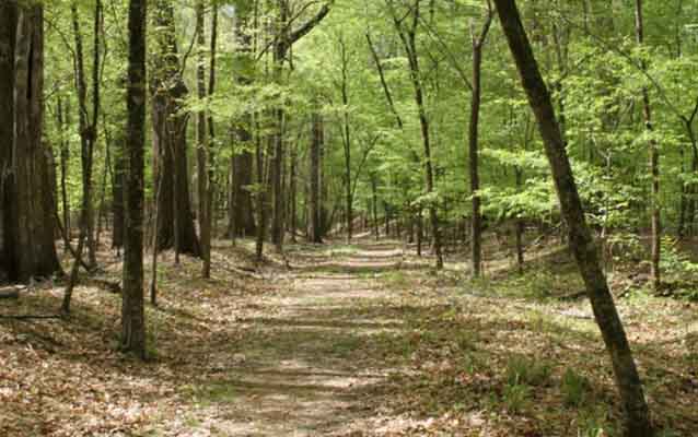 Old Natchez Trace Trail, photo taken by Doug Schmidt