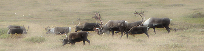 Caribou are a vital part of the food web