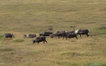 The Missing Link: Food Webs on the Seward Peninsula