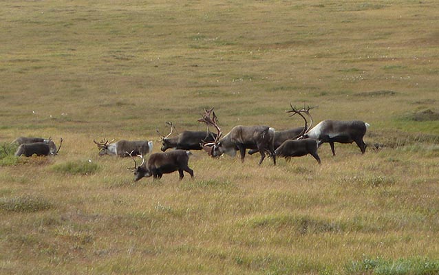 A herd of caribou grazing on the tundra