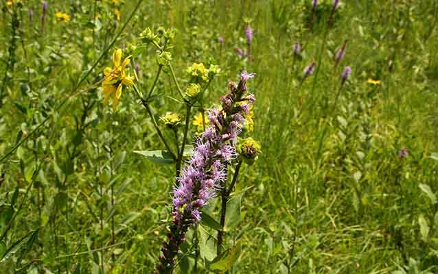 Wildflowers