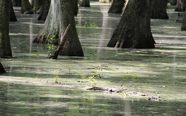 Alligator in the Cypress Swamp